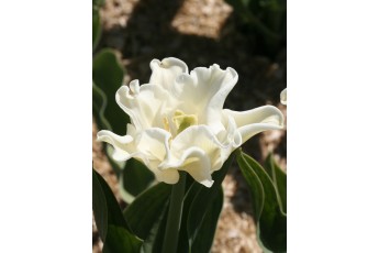 WHITE LIBERSTAR